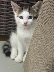 Adoptable kitten with blue eyes peeking from behind furniture, cute and playful domestic kitten, perfect for animal lovers seeking adorable pets, pet adoption, kitten care, friendly cat.