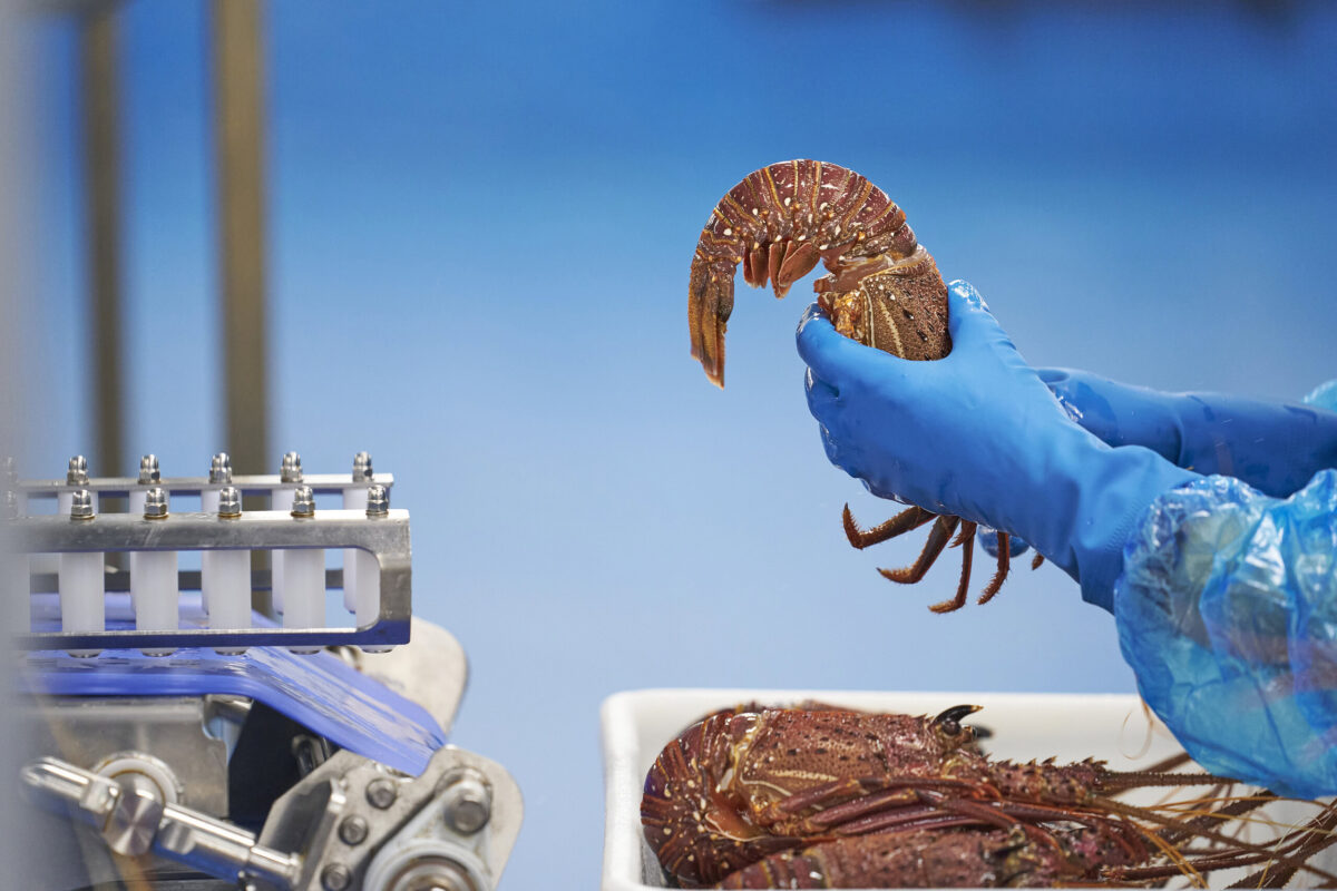 Geraldton Fishermen’s Co-operative Lobster Processing Freshly harvested lobster being handled with blue gloves by seafood processing equipment, highlighting advanced seafood logistics and supply chain management solutions.